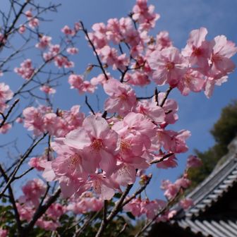いつも立ち寄る巌山観音さんにも桜が～🌸　何桜だろ？