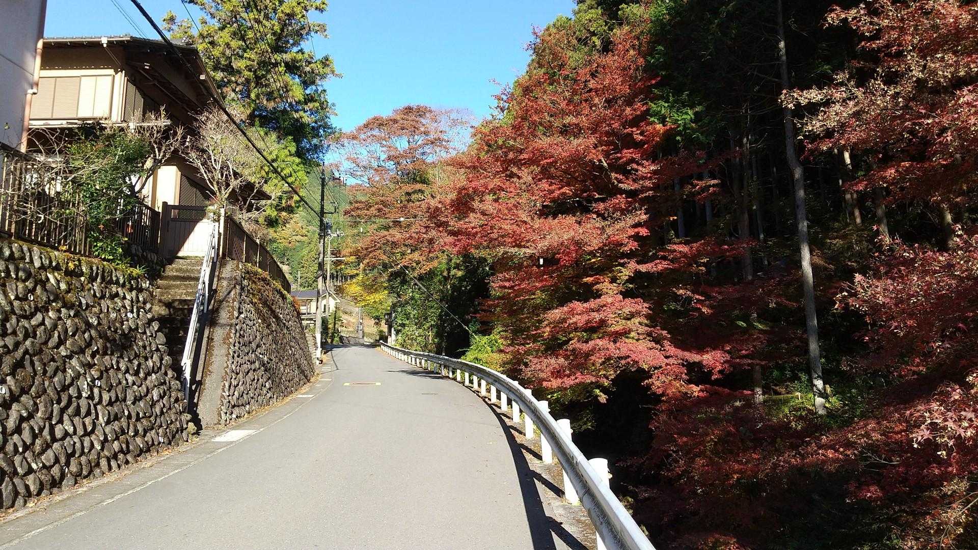 しばらくは舗道歩き。
🍁色づいてます
