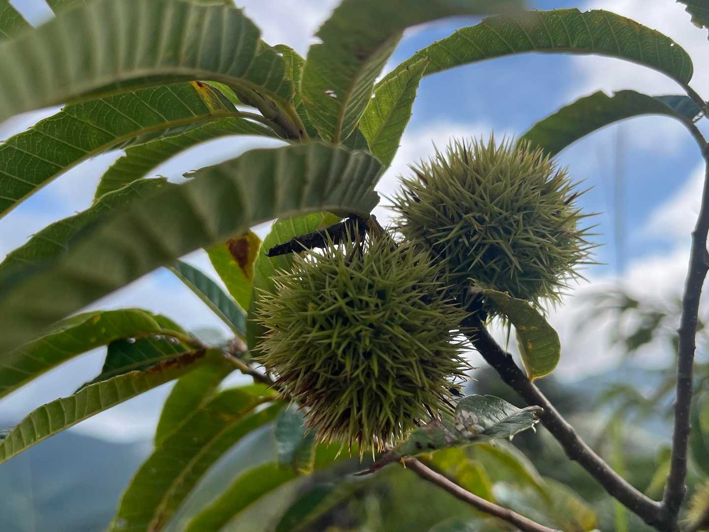 🌰イガ。