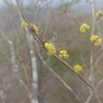 ダンコウバイ　アブラチャン　どっちか（笑）