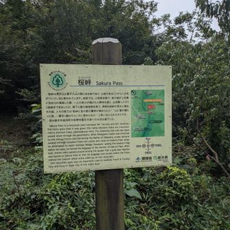 桜峠。