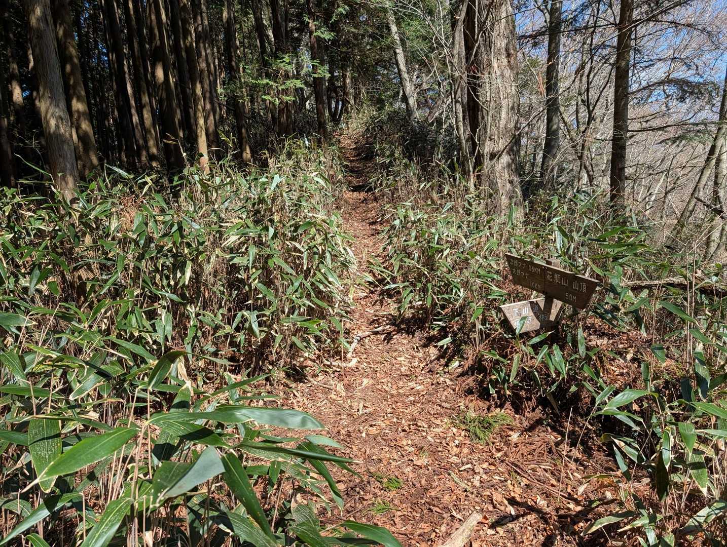 真っ直ぐ↑に行くと二郎ブナ、その先には開けた場所があり八溝山を見渡せますが、今回は←に下山します😌