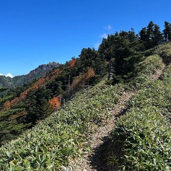 面河の頭⛰️は笹刈りバッチリ👌