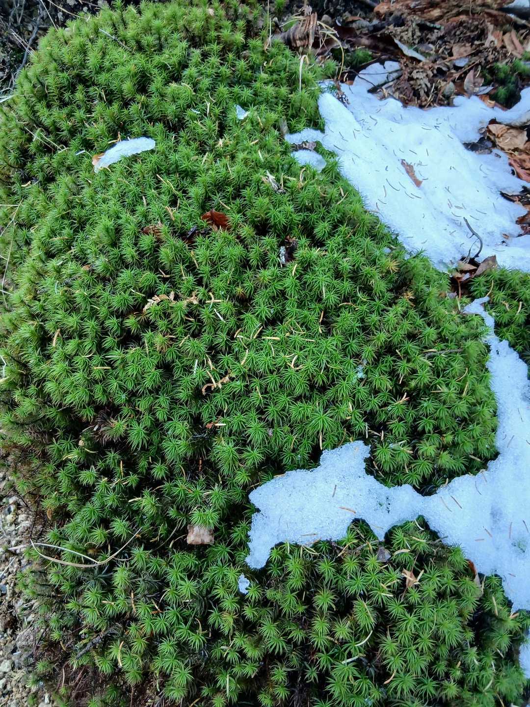苔が綺麗です　🌿