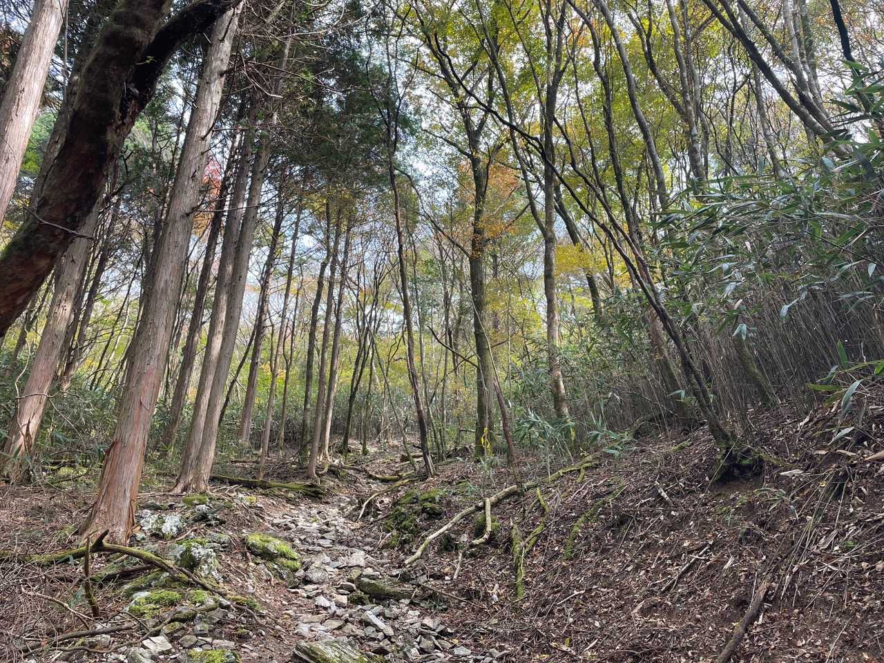 お山の名前通り登山道の周りには笹が😄