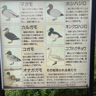 真壁調水池には様々な水鳥が訪れるそうです🦆