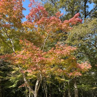 仙人谷の紅葉は日当たりが良い場所から色づきはじめてます。