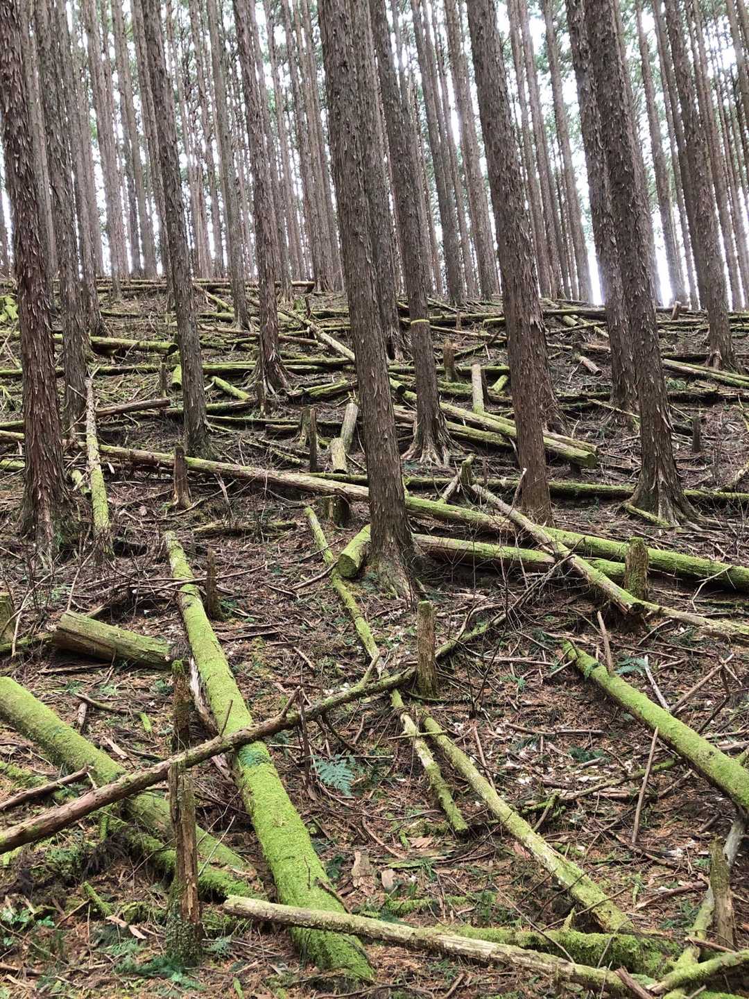 麓に近づくと、伐採の残骸