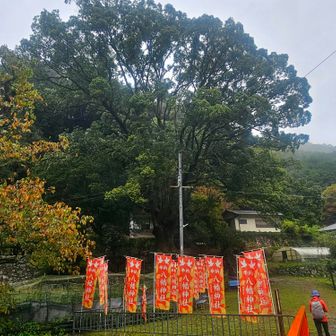 これは、大釜に関係する楠
イチョウの方が有名らしいが、写真は無し