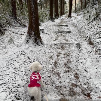 そして、今日。
夜の雨は深夜には雪となり昼過ぎまで小雪、枚方にも雪が積もりました😊
雪が止んでから出発。あまり乗り気でないコテツの方は軽い散歩ですませ、やる気満々のリョウマだけ山に連れて行く