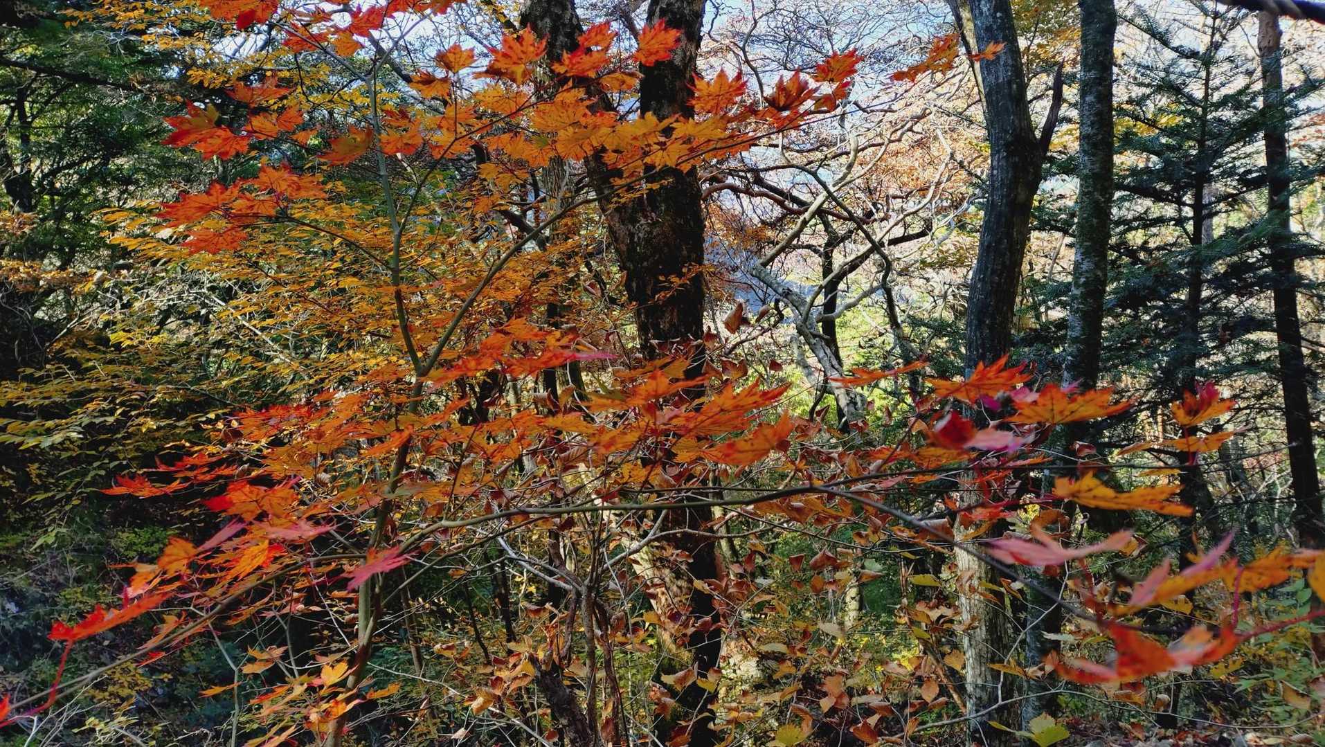 🍁🍂