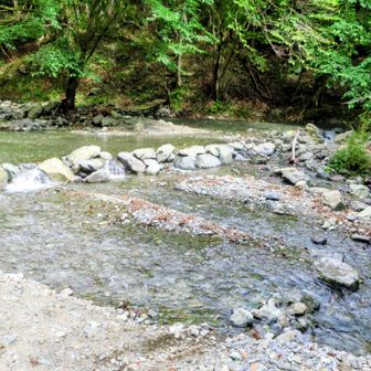 右手前の石を渡って左上の木のある中州へ行って橋を渡るか石堰の上流の浅瀬から中州へ行くか迷いますが、増水しているとちょっと悩みそうです