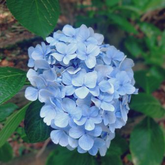 まだ青々とした紫陽花に、涼をもらいます