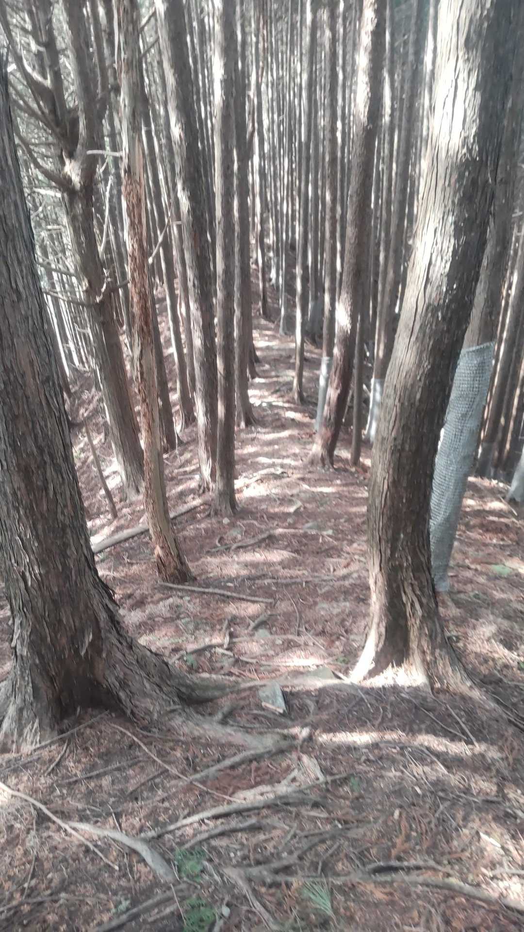 火戸尻山 往復コースの写真
