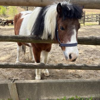 わがままな さつきちゃん