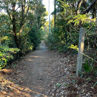 この辺りはボーナスロード😄水平なのでめっちゃ楽です。
そして山頂なのに電柱が何本もあるのでちょっとびっくり🫢
