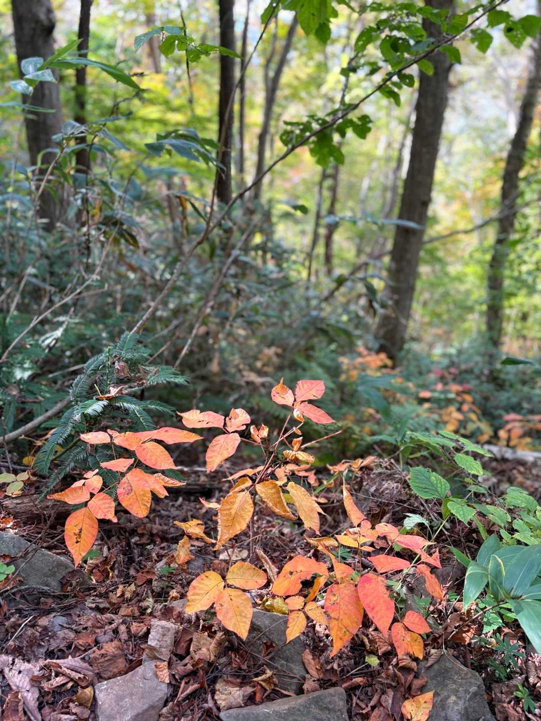 こういう紅葉🍁が素朴で良いなぁ
