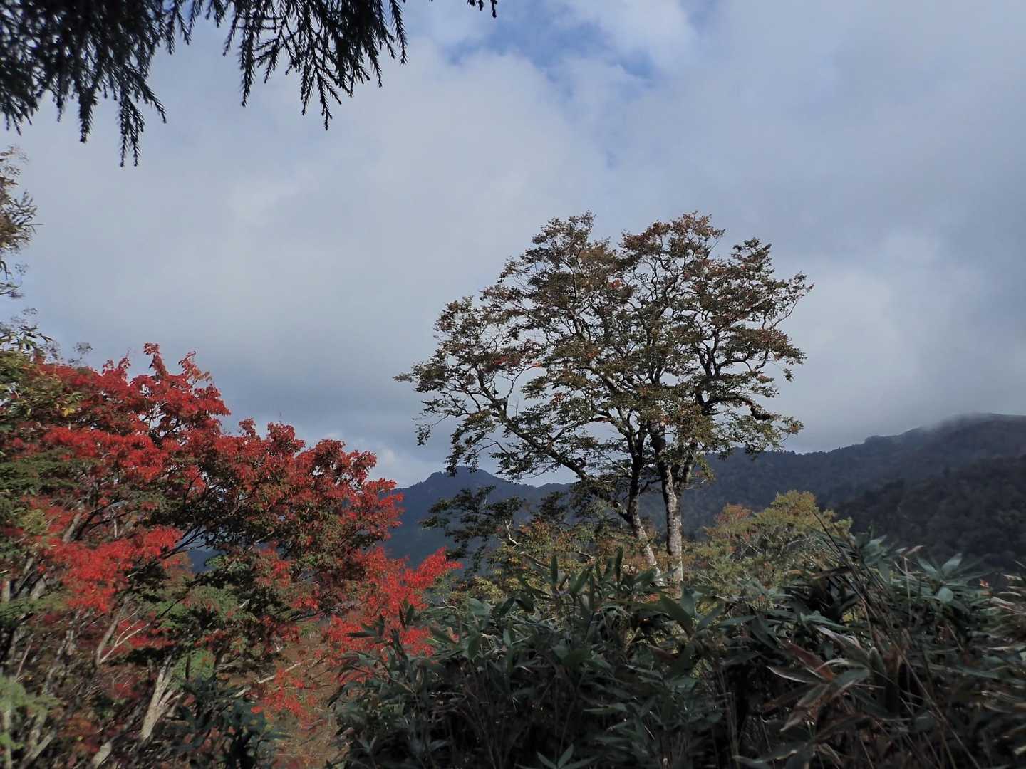 紅が有るとつい撮ってしまう。