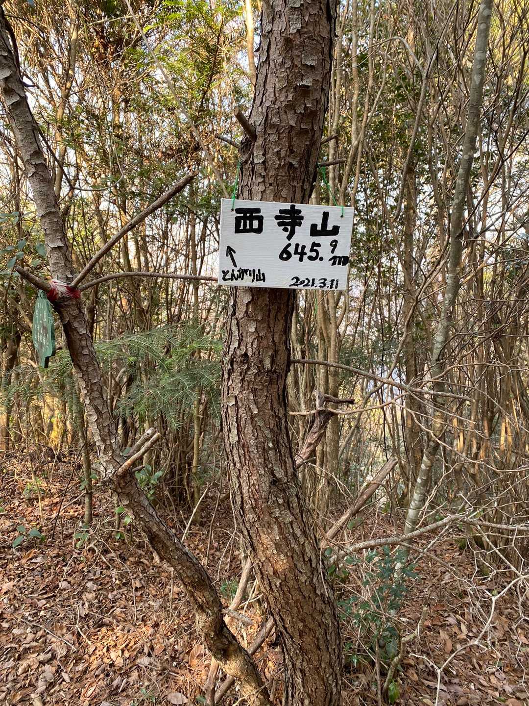 ホンマはトンガリ山から下山しようと思ってましたが、娘が入試頑張ってるので頑張りました💪
ここまでもアップダウン急登ゲキ下り多し。
道も走れません。
滑りやすいとこ多いです。
