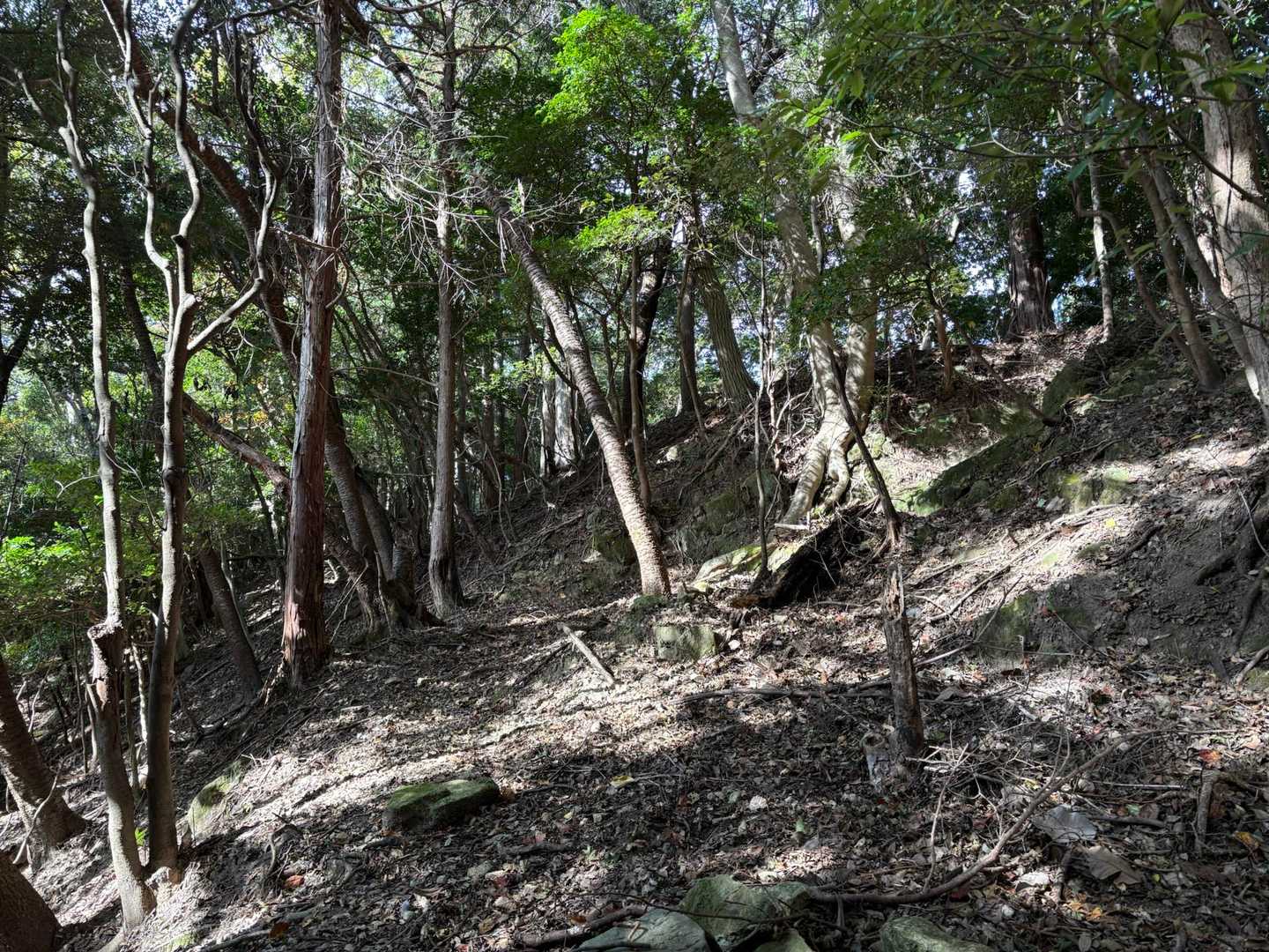 沢から離れ、山頂に向かう道