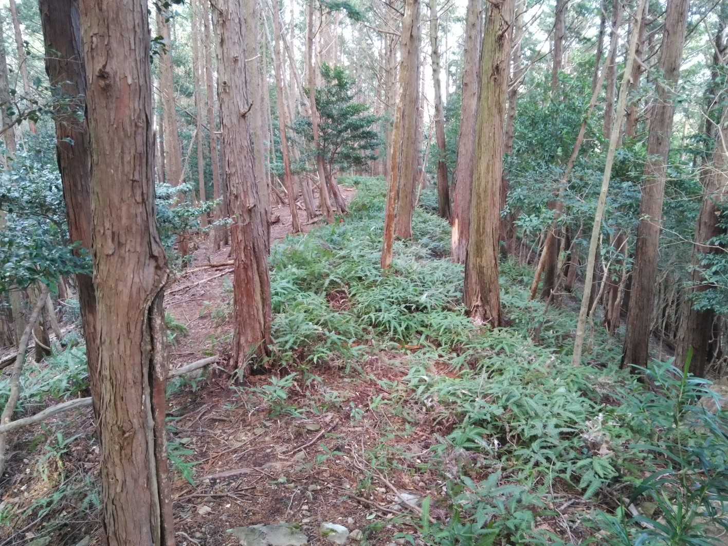 鶴路山 周回コースの写真