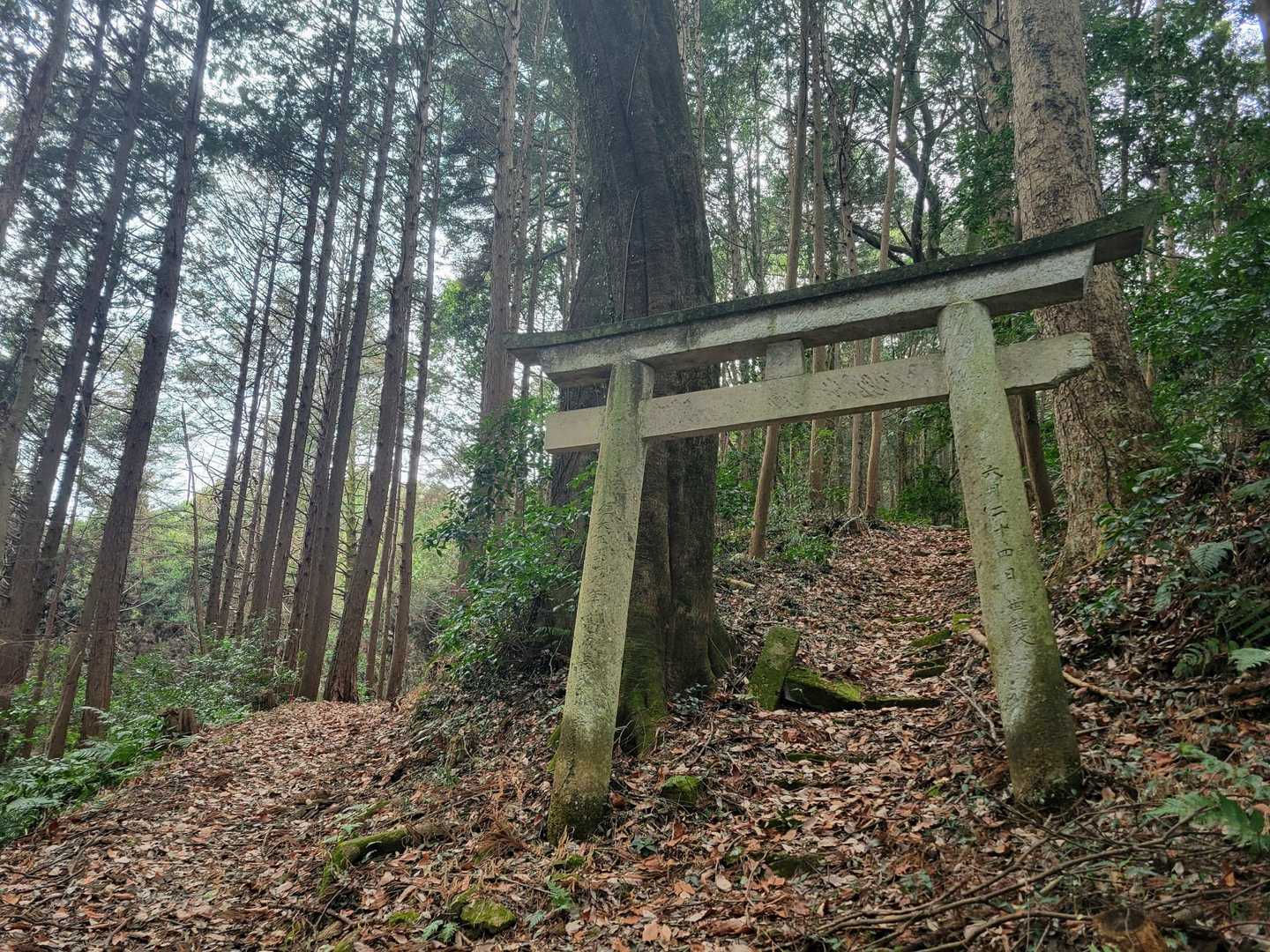 途中に鳥居が⛩️
鳥居をくぐっても左に行ってもすぐ合流します😊