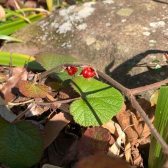 これを子供の時に食べた事あるけど大丈夫だったんかな？