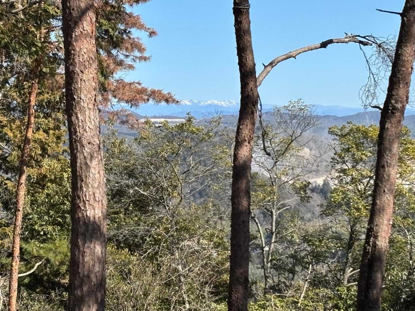 木々の間から、、
