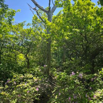 五井山・宮路山・御堂山 日差しは初夏だけど
海風が気持ちいい
