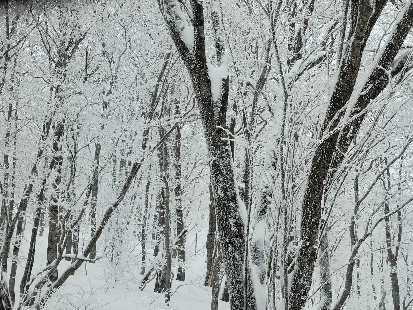 金糞峠-コヤマノ岳-武奈ヶ岳 往復コースの写真