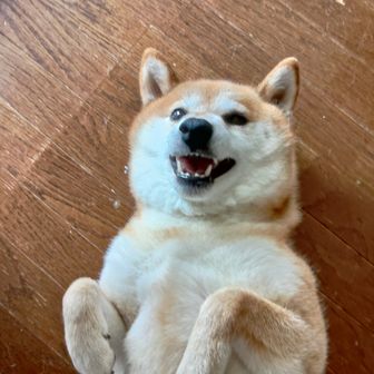 頂上戦士ノボルンジャー🌠