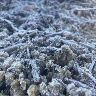日陰には霜柱
ザクザク踏み歩き、音を楽しむ👂