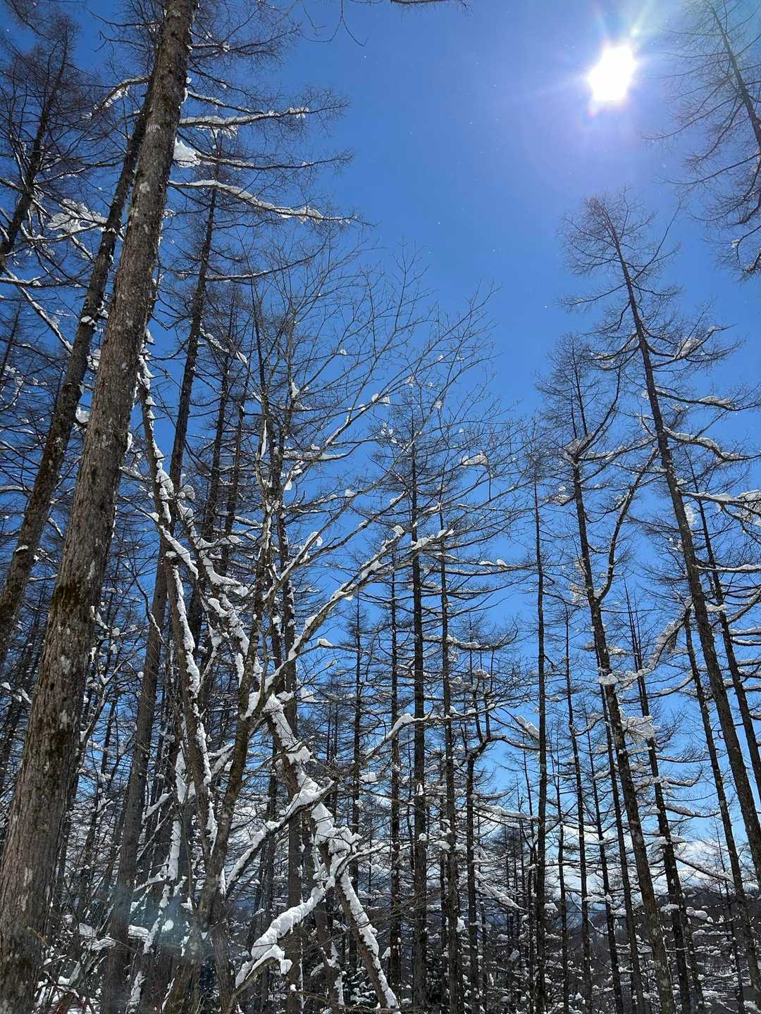 笠取山登山口-ヤブ沢峠-笠取山 往復コースの写真