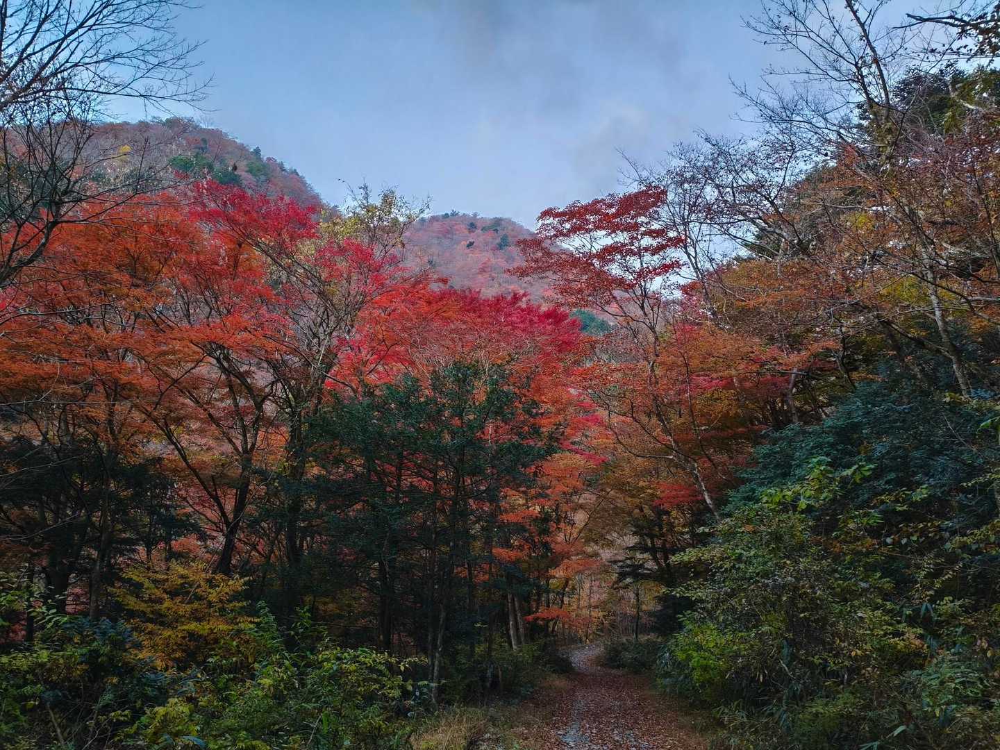麓の紅葉🍁が綺麗です！
