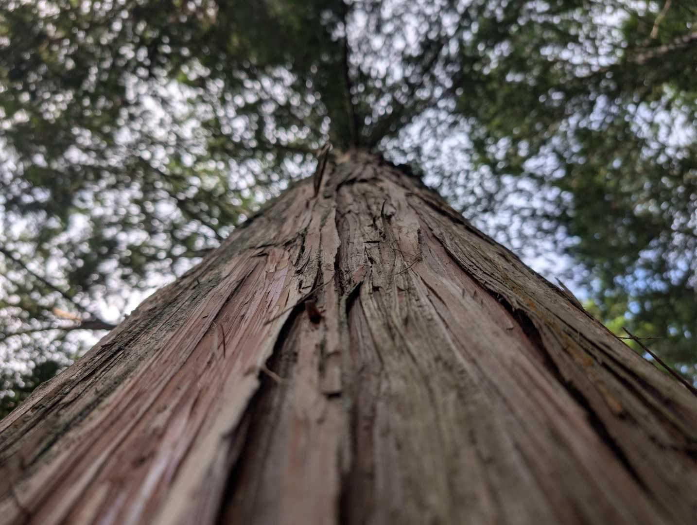 まだ涼しい🌿🌿🌿