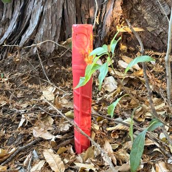 この辺りおんばく山登頂61m