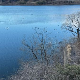 こちらも雁が飛び立った直後、もうフォーメーションが整いかけ。
雁行陣と逆の、逆V字陣形