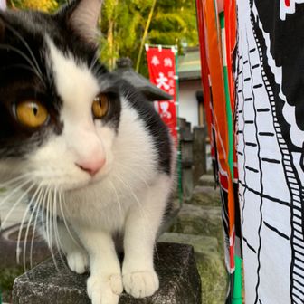 まっする