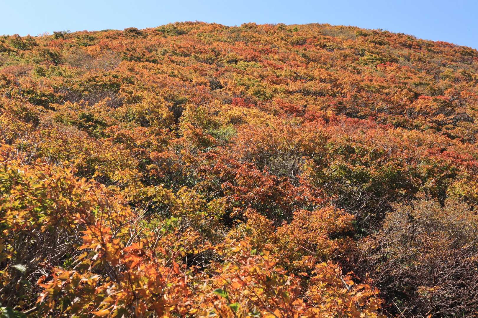 中沼登山口-六沢山-東焼石岳 周回コースの写真