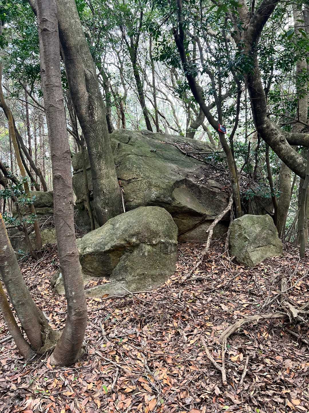 ココが山頂っぽい