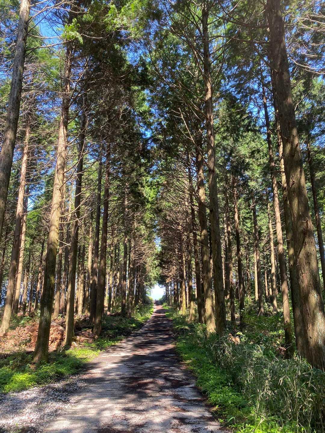 杉並木の林道も心地よい☺️