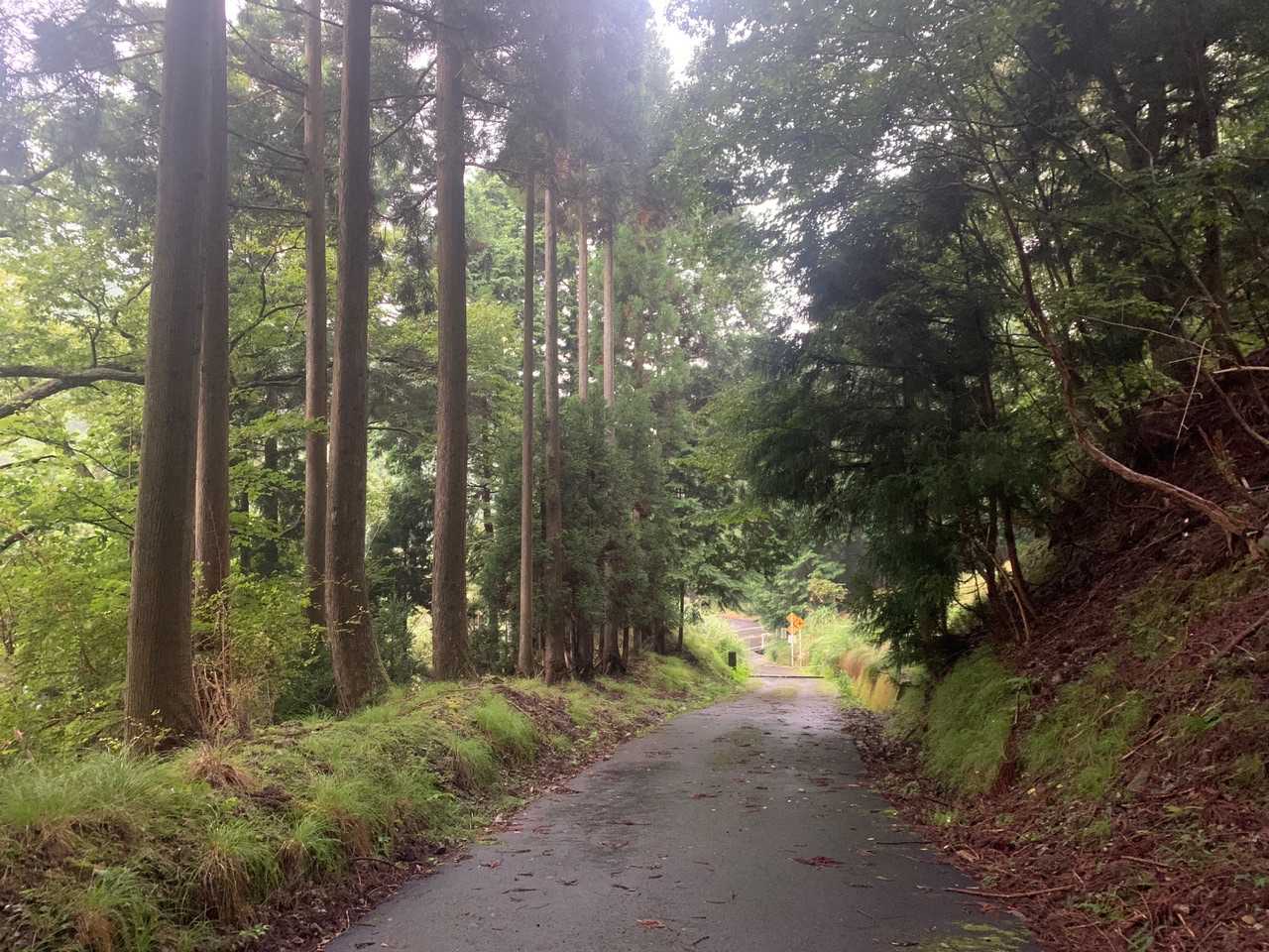 ほぼ雨も止んでます　
山は結構降られましたが　
思いの外早く下れました
昨日が最高の日和だったので　100点🤗

今日は山に雉　鹿の鳴き声　蝶々も舞って　雨だったので　🦅　🦌　🦋　☔️
全部で50点です　プラス🎴で70点(花札)です🤪