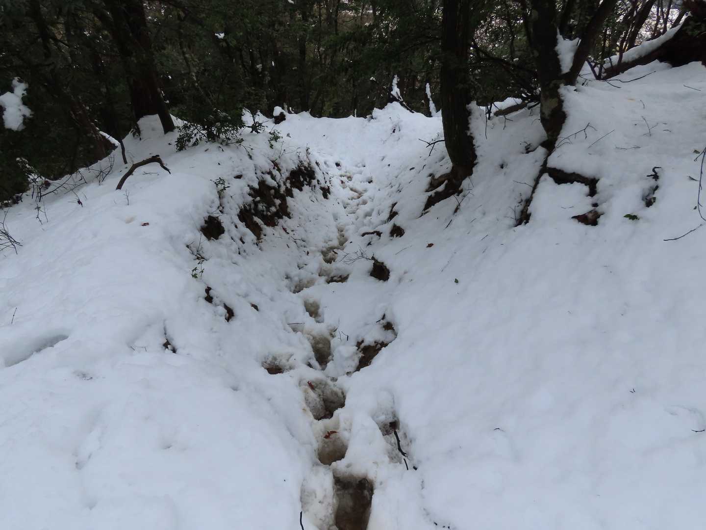 気温が上がってグチャグチャ👣