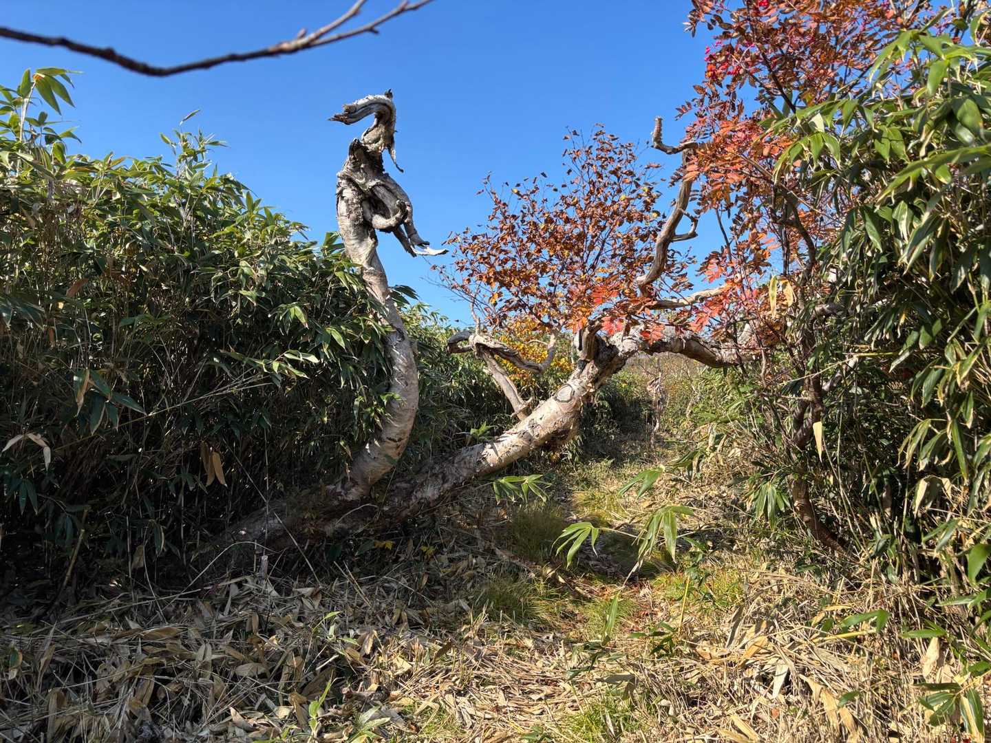 雨竜沼湿原・南暑寒岳周回 | ワタスゲ咲き誇る高層湿原から増毛の秀峰をめぐるの写真