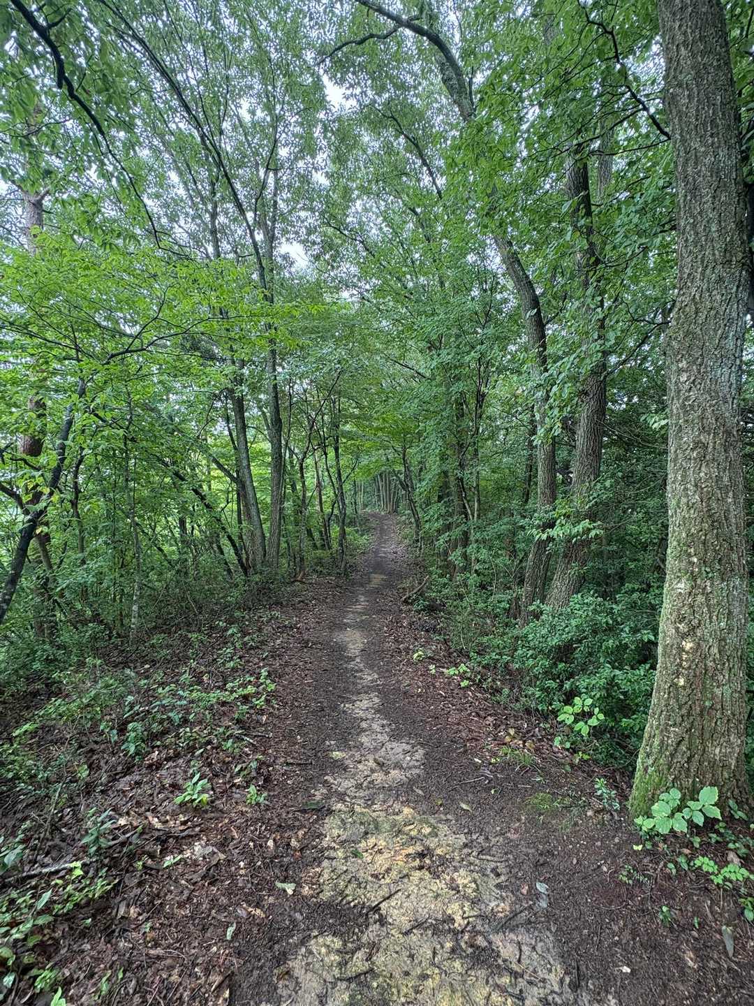 🌳