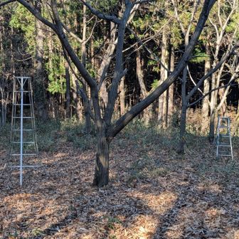 山頂周辺は栗拾いに使われてそうでした