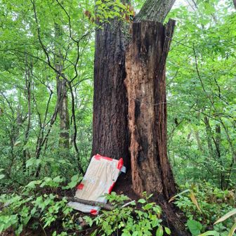 こちらの蜂の巣
除去作業が終わったみたいです
そういえば先週山頂で整備作業されてた方がもうすぐするよ！っとおっしゃってました