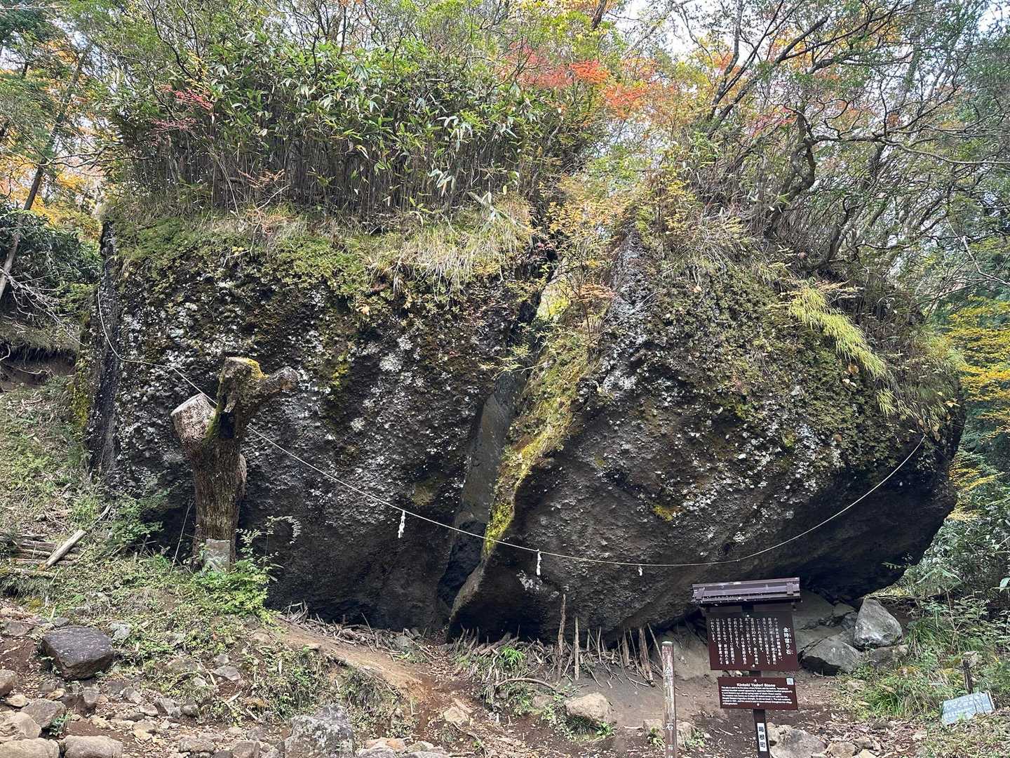 岩の下に支えている木が軒並み倒れてた。風？