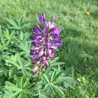 ここからは登山道のお花達
