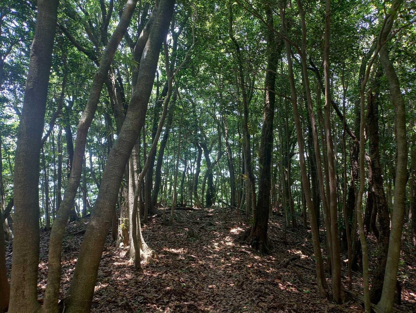 照葉樹林　先日のブナ林もいぃけど、これもよか！